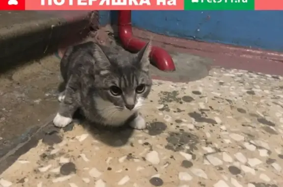 Найдена кошка на Ленинградской 7