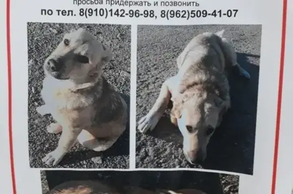 Найдена собака, Нижний Новгород, фото: Найдена собака на пл. Лядова, Н.Новгород, ищем хозяев.