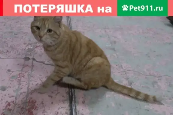 Найдена рыжая кошка возрастом 1 год на улице Бабушкина в Санкт-Петербурге