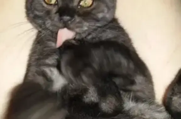 Объявления о пропавших и найденных животных, Черняховск, фото: Пропал кот в Черняховске, вознаграждение.