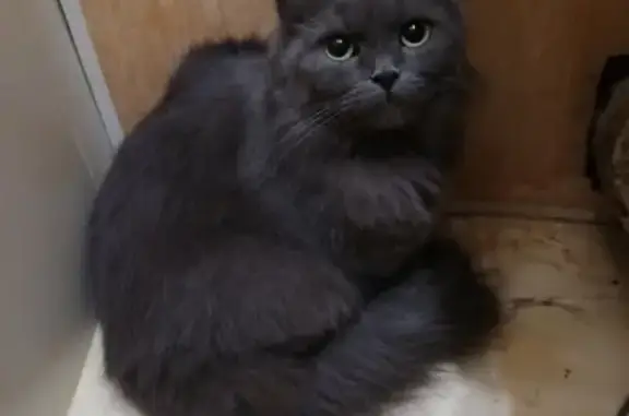 Найдена домашняя кошка на Максимовского 7 в Туле