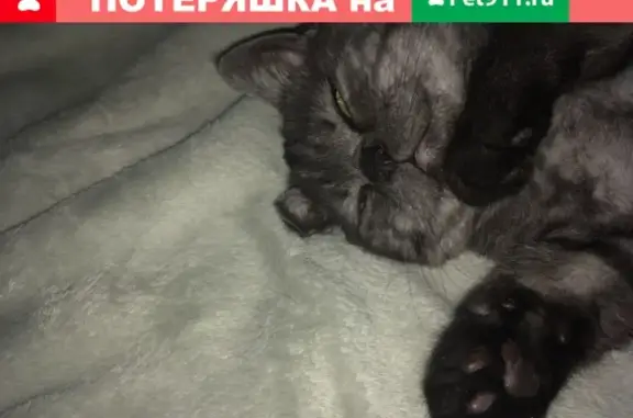 Пропала кошка в Загородном, ул. Булгакова д.4, Республика Башкортостан