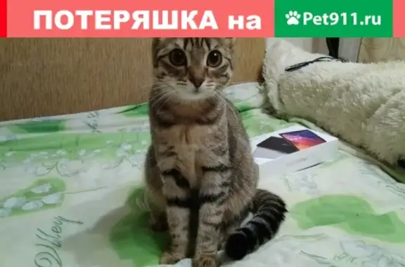 Пропала кошка, 17 км от Байкальского тракта, 26.01.2019.