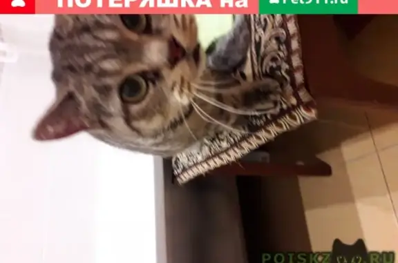 Кошка найдена на ул. Менделеева в Ярославле