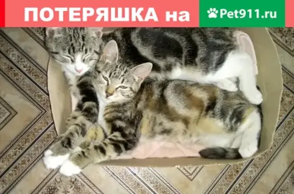 Пропала кошка и котик: ул. Чехов, 27.03.18.