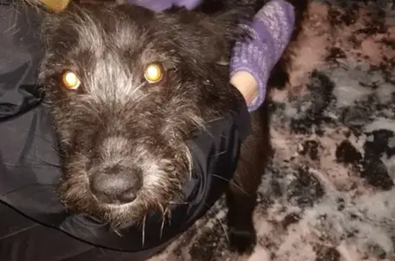 Найден дружелюбный пес с ошейником в Рождествене, Московская область