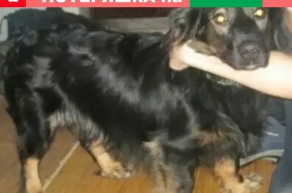 Пропала собака в Архангельске, помесь спаниэля, зелёный ошейник