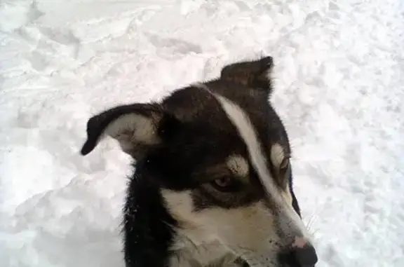 Найден пёс в лесу возле больницы электроники, Воронеж