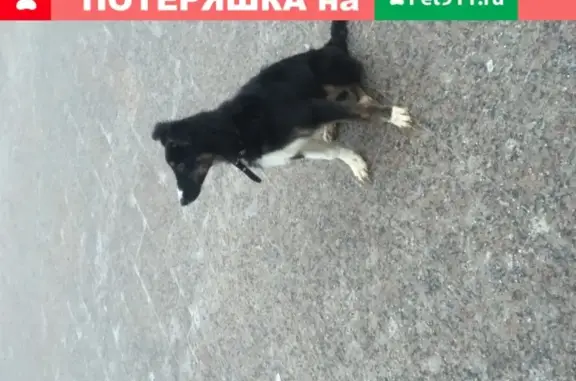 Потерялся щенок на 11-й Парковой улице, Москва