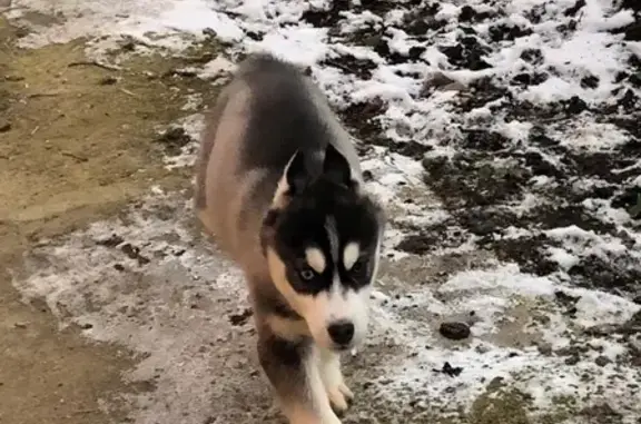 Пропал щенок Сибирской Хаски в Мостовском районе