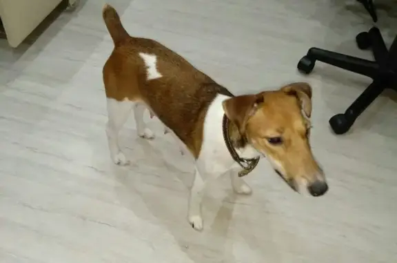 Пропала собака в Глазове, Республика Удмуртия