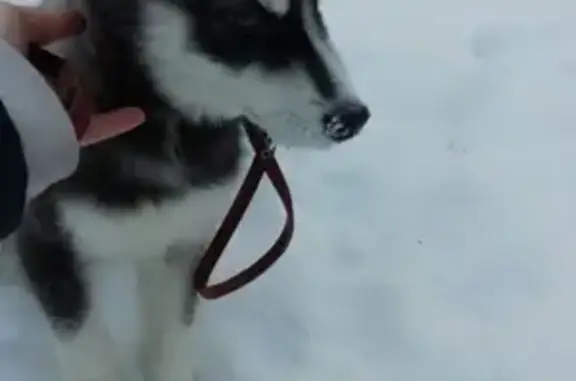 Пропала собака Бэня в Новоуральске