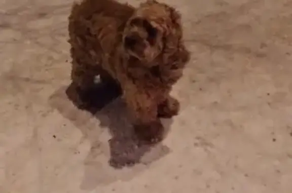 Найдена собака на улице Заузелкова