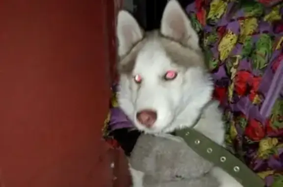 Собаки потеряшки, деревня Приданниково, фото: Потеряшка собака Бакс в Приданниково, Хаски 4 мес, светло-коричневый, голубые глаза. Найден в карьере, но сбежал. Сообщите о любой информации.