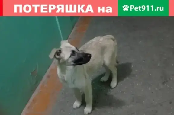 Найдена собака на Первомайской в Череповце
