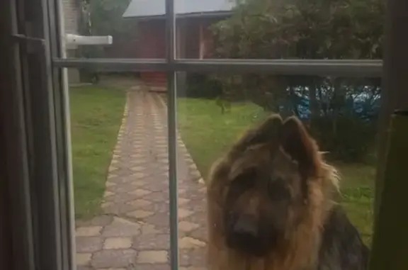 Собаки потеряшки, Иваново, фото: Потеряшка собака в Кинешме, телефон для связи