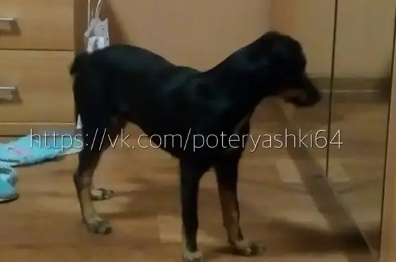 Найдена собака в Энгельсе на ул. М. Расковой 12