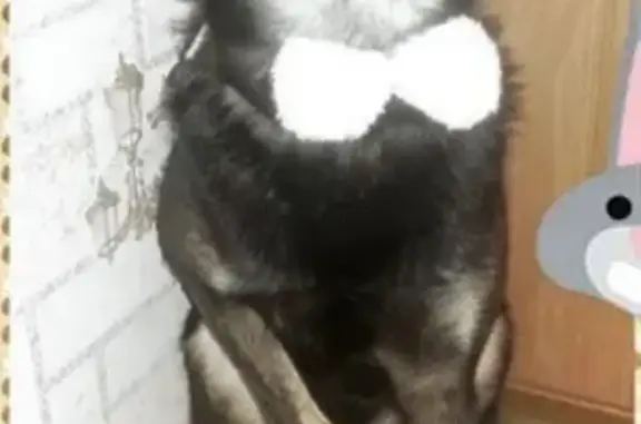 Пропала собака ЧИП в Омске