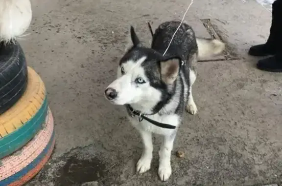 Собака ХАСКИ найдена в Волгограде