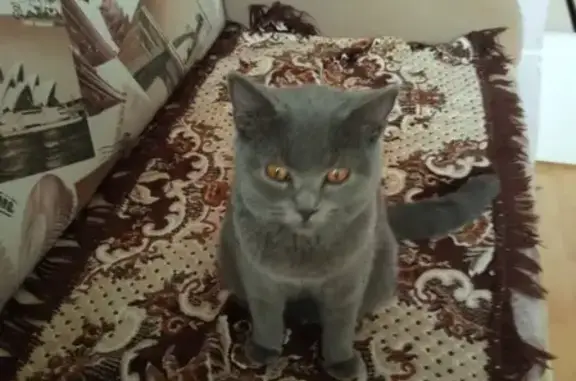 Найдена британская голубая кошка в Краснодаре, микрорайон Комсомольский