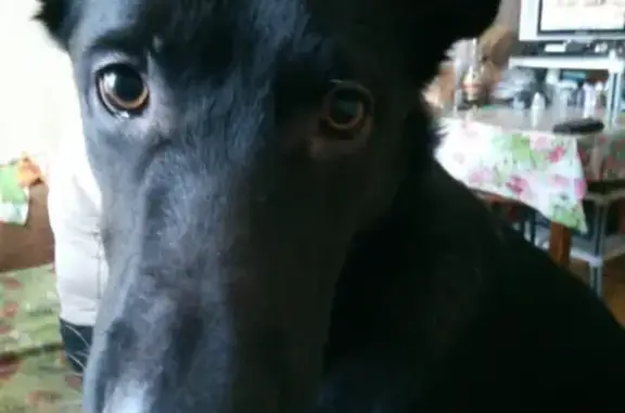 Пропала собака в Жигулёвске, откликается на кличку Рекс