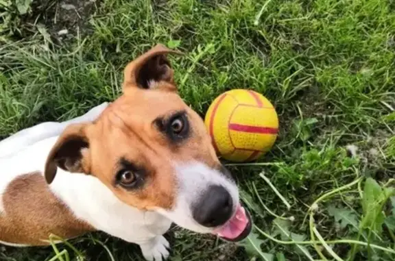 Пропала собака Мартин в Ягуновском, Кемерово