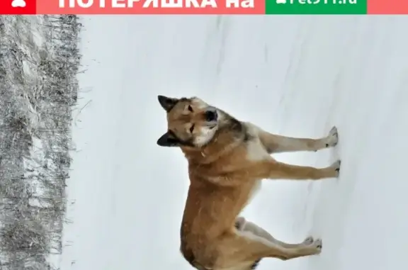 Пропала собака Рыжик в СНТ Астра, п. Крутой