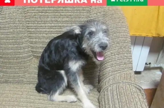 Пропала собака Зея в Краснослободске, Волгоградская область