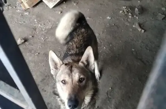 Пропала собака в п. Заводской, лайка Локи.