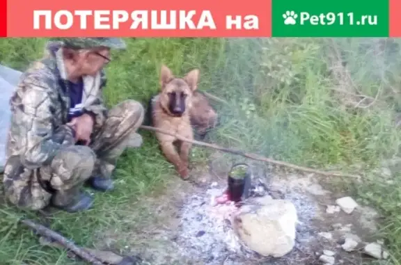 Пропала собака Эльза в Красновишерске, Пермский край