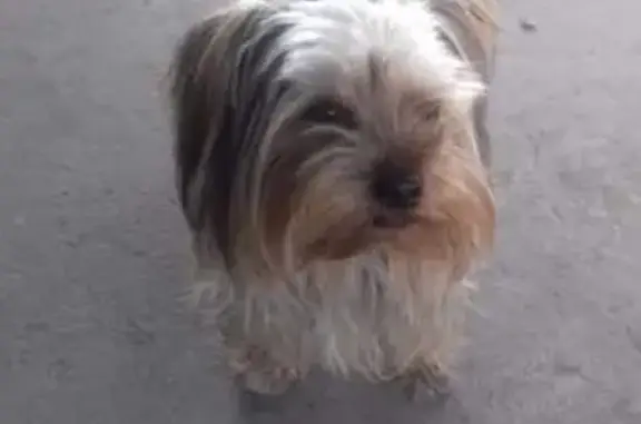 Пропала собака Йорк в Будённовске на ул. Лопатина, 90.