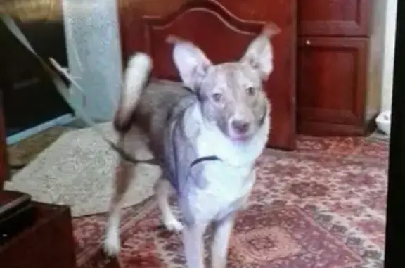 Найдена собака в Иваново, шлейка и поводок
