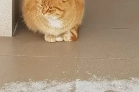Пропал кот Рыжик на ул. Почтовой в Гаврилов-Яме