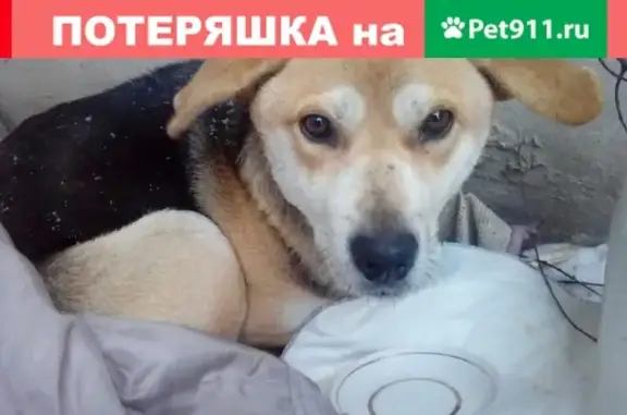 Собака найдена в Сызрани, Россия