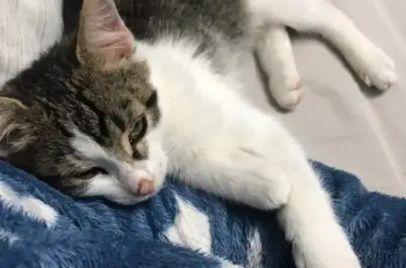 Кошки потеряшки, Дзержинск, фото: Потеряшка кошка, адрес: Угрешская 32 корпус 1, Нижегородская область