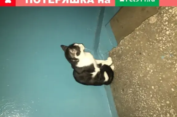 Найден домашний кот на улице Островского, 46