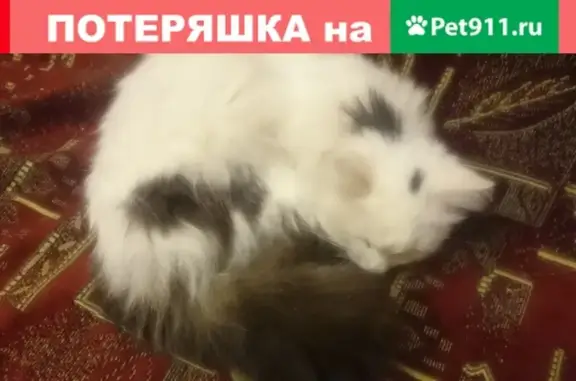 Найдена белая кошка с чёрным хвостом в Дружаеве, Н.Новгород