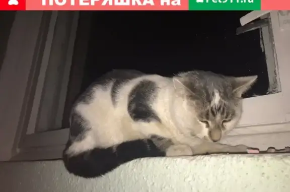 Найден грустный котик на улице Народная, д.8 в Пскове