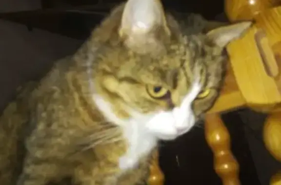 Кошки потеряшки, Тамбов, фото: Потеряшка кошка Маруся в Тамбове, 2-й Авиационный проезд