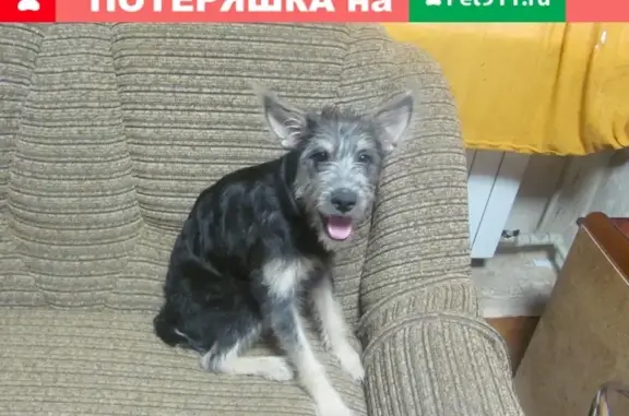 Пропала собака Зея в Краснослободске, Волгоградская область