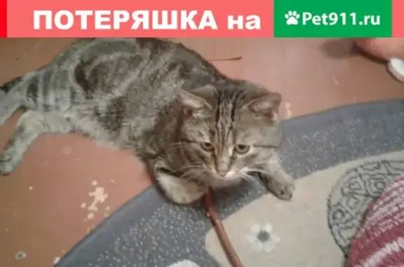 Кошка найдена на пр. Космонавтов22, Ростов-на-Дону