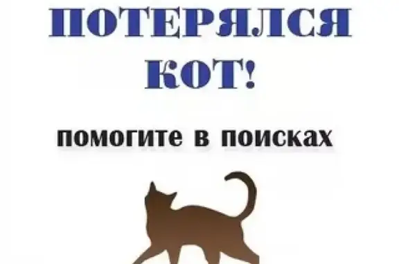 Пропала сиамская кошка в Омутнинске!