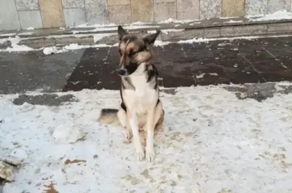 Найдена собака у метро Большевиков!