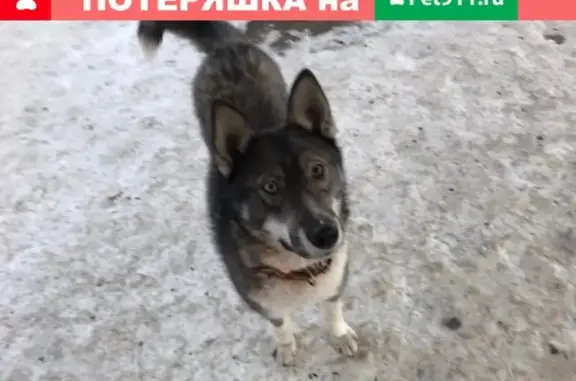 Найдена собака на трассе в Челябинске