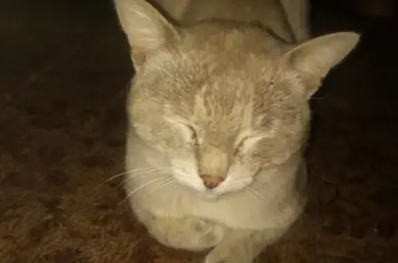 Пропала кошка серо-дымчатого окраса в деревне Искино, Уфа