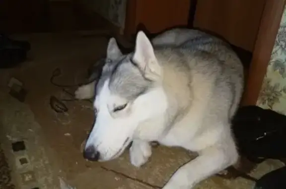 Собака хаски найдена в Нижнем Новгороде на Северном: молодая девочка в сером окрасе.