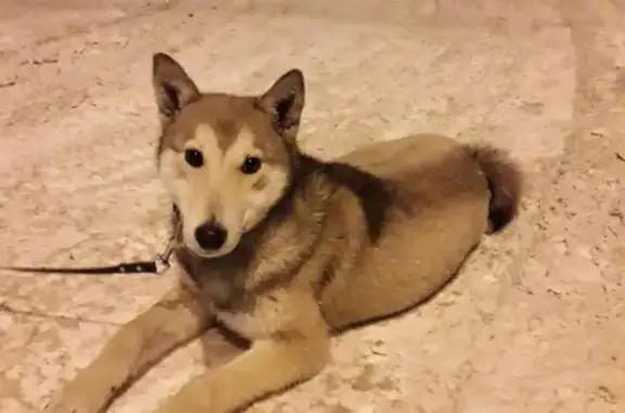 Собака найдена на Красноармейской, 49А.
