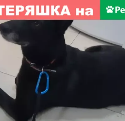 Найдена собака на Амундсена-Волгоградская (Юго-Западный р-н)