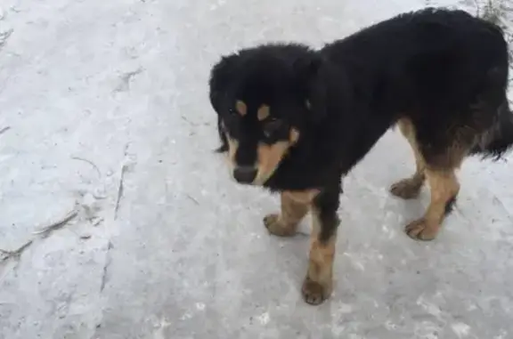 Собака найдена на бульваре Карла Маркса, Улан-Удэ.