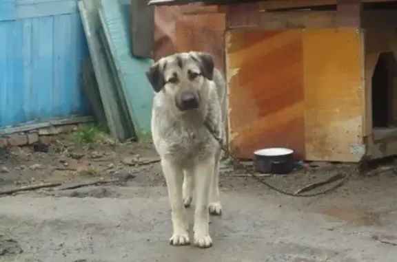 Пропал пёс на Чусовском тракте